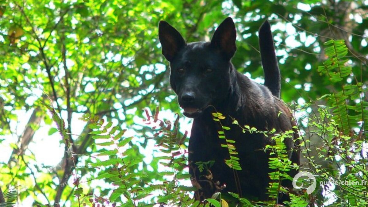 chien de taiwan