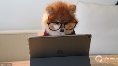 Education chiot