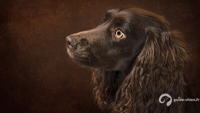 CHIEN D'EAU AMERICAIN