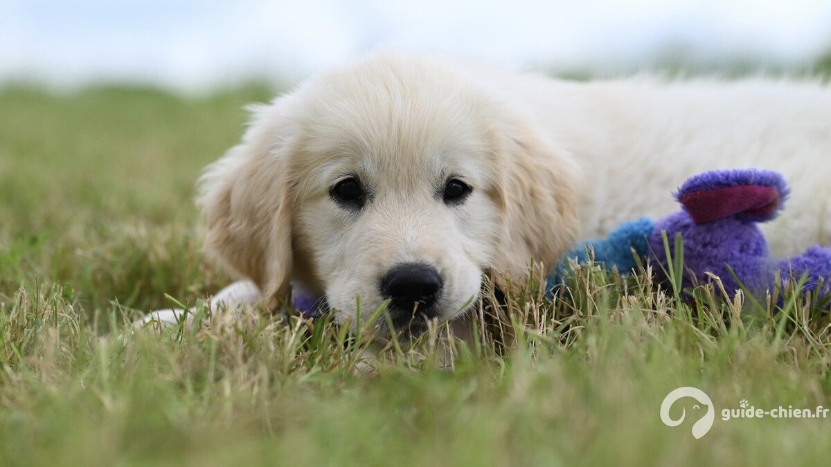 chien balade