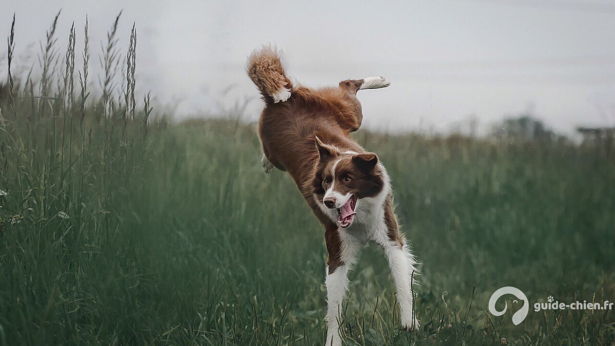 dog jump