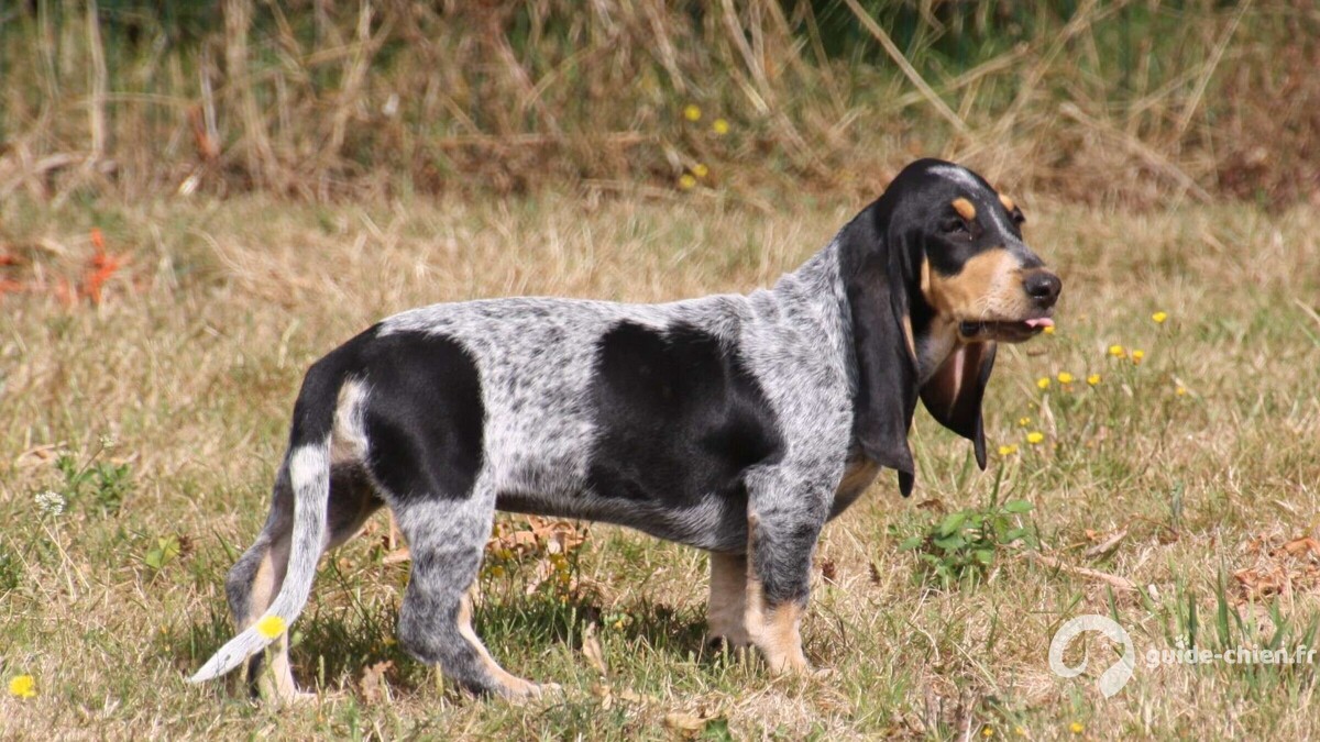 basset bleu gascogne