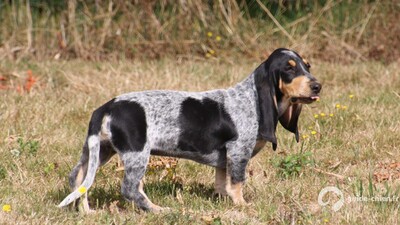 Basset bleu de gascogne