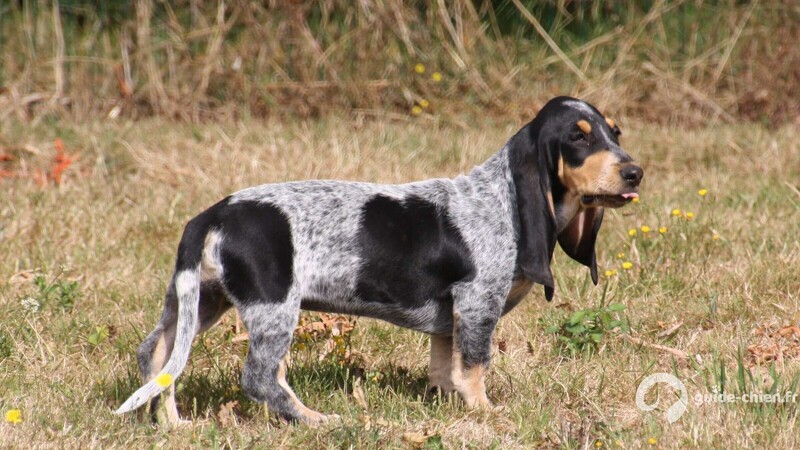 Basset bleu de gascogne