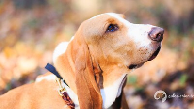 Basset Artésien-Normand