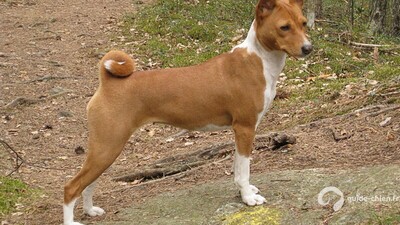 Basenji