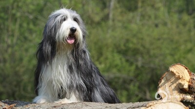 COLLIE BARBU