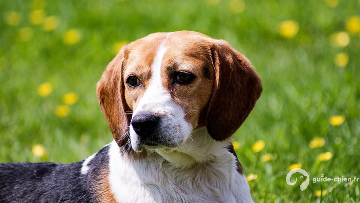 BEAGLE HARRIER