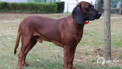 CHIEN DE ROUGE DE BAVIERE