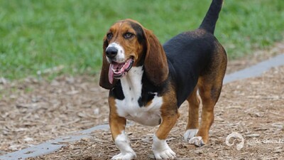 Basset hound