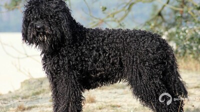 BARBET
