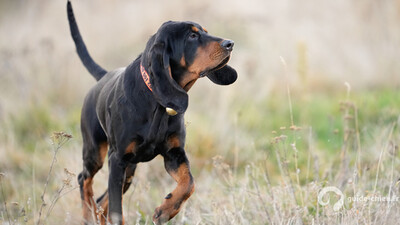 CHIEN NOIR FEU POUR LA CHASSE AU RATON LAVEUR