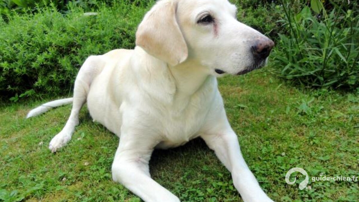 chien billy