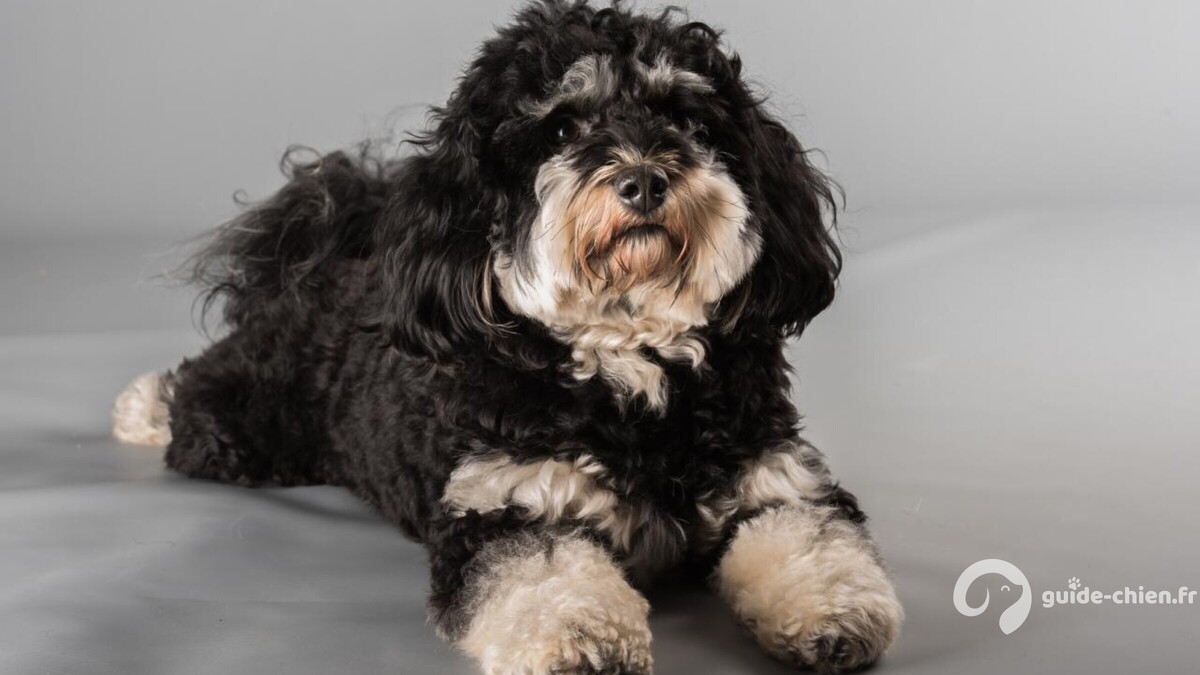 bichon havanais