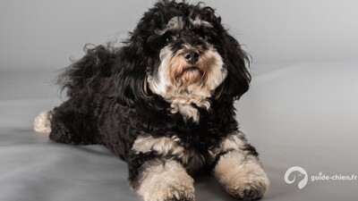 bichon havanais