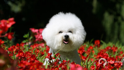BICHON A POIL FRISE