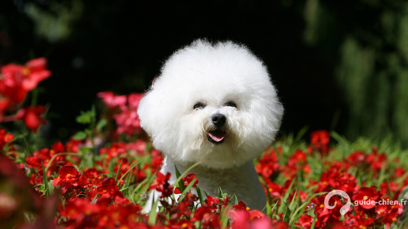 BICHON A POIL FRISE