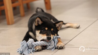 Morsures chiot