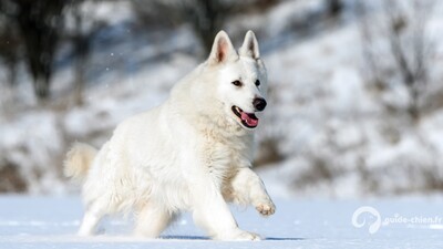 BERGER BLANC SUISSE