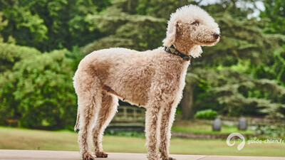 TERRIER DE BEDLINGTON