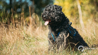 BOUVIER DES FLANDRES