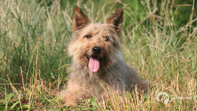 BOUVIER DES ARDENNES